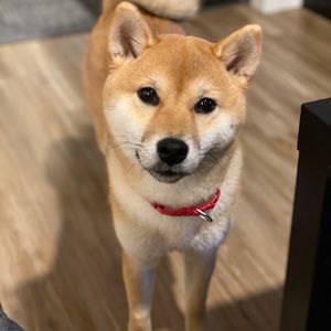 Meet your Posher, Ziyi